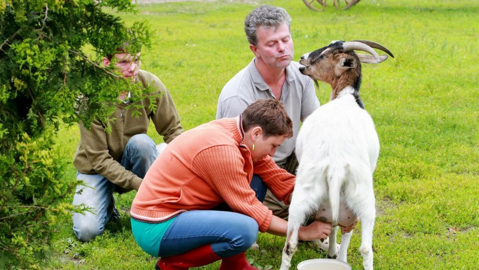 Ania doi kozę u Marka