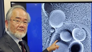  Yoshinori Ohsumi - pionier w badaniach nad autofagią