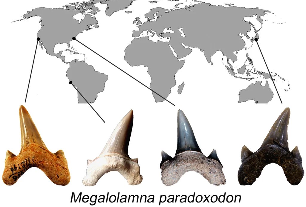 Zęby Megalolamna paradoxodon