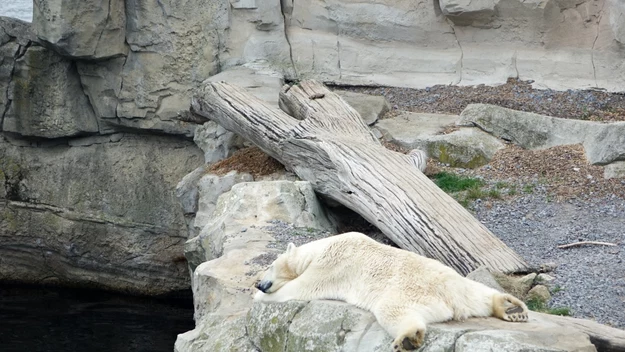 Maskotkami zoo są niedźwiedzie polarne