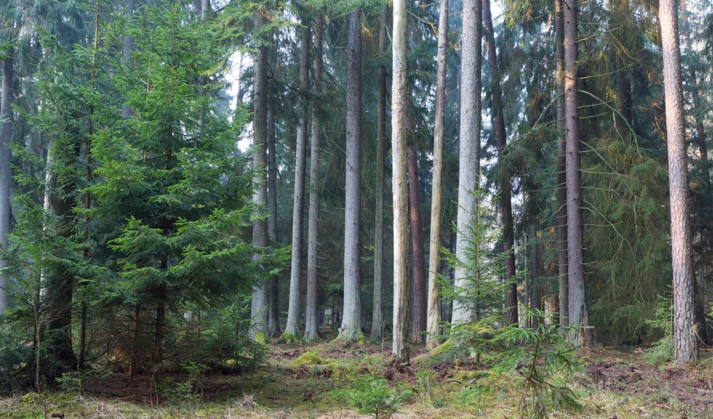 Puszcza Białowieska