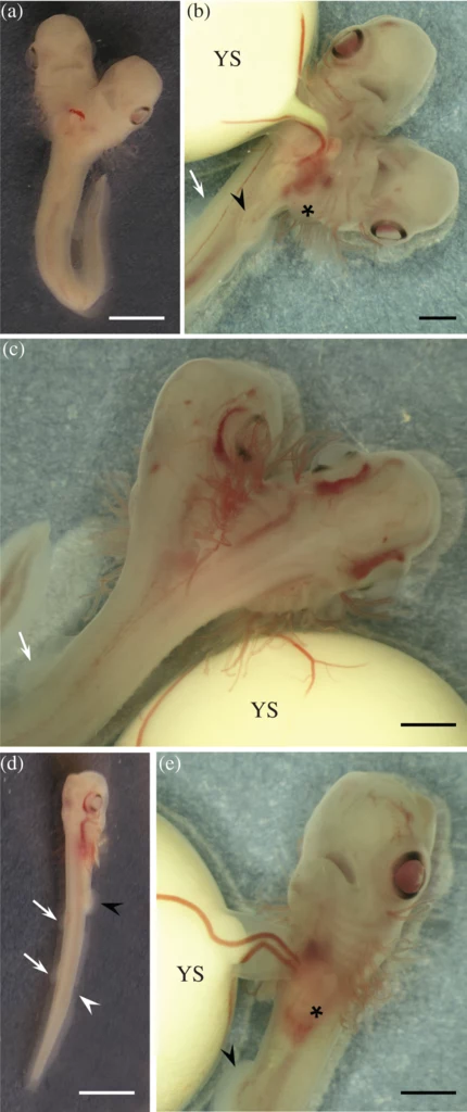 Fot. Journal of Fish Biology