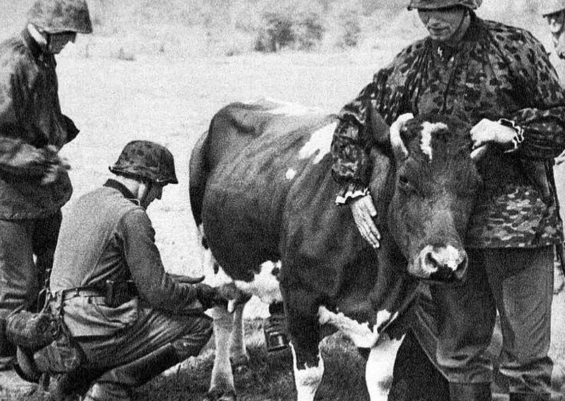 Niemcy wykorzystali krowę jako trał przeciwminowy