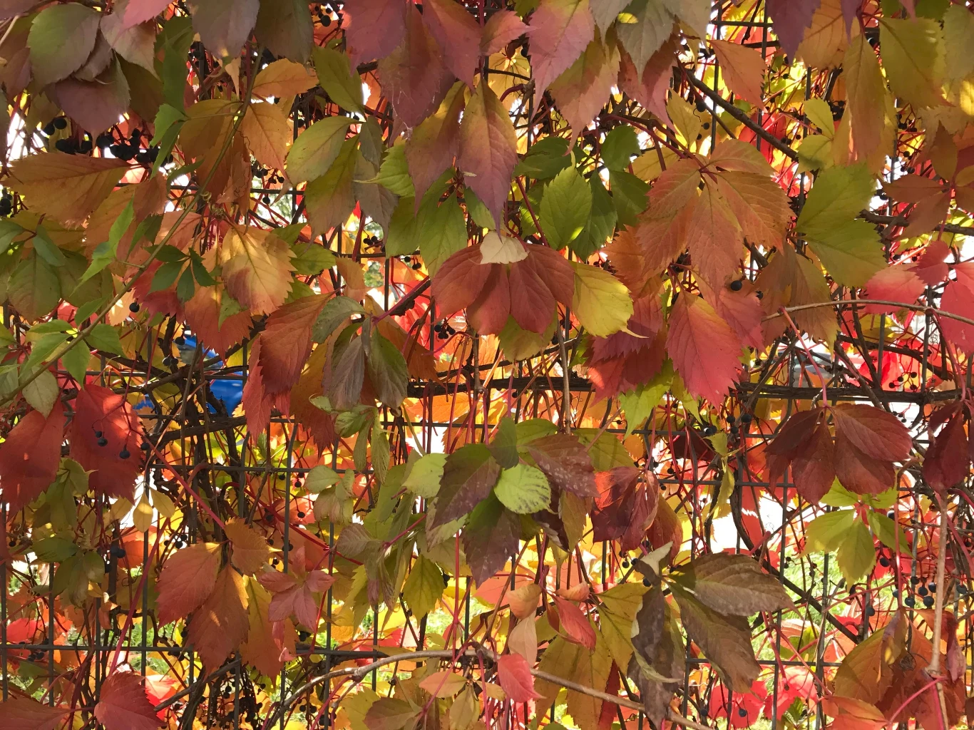 Fot. iPhone 7 Plus Fot. iPhone 7 Plus