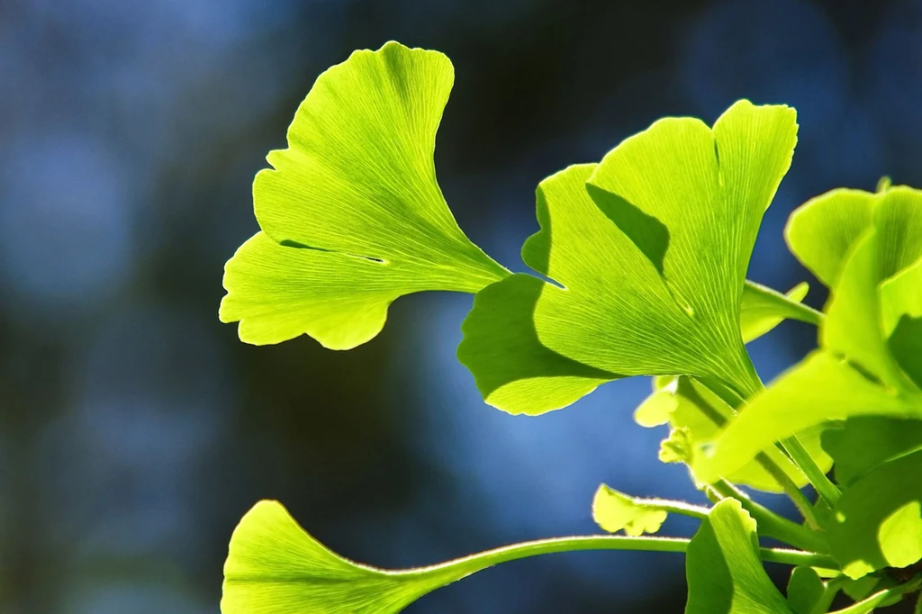 Miłorząb (ginko biloba) wpływa na poprawę pamięci