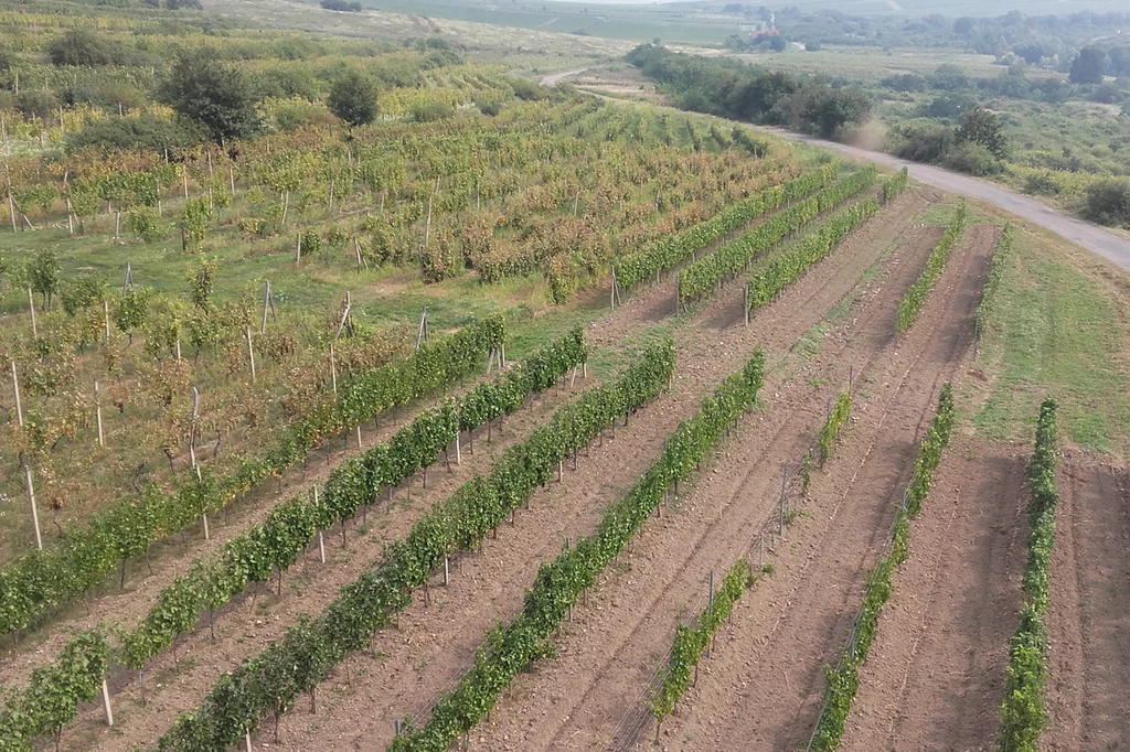 Trawa i chwasty wśród winorośli po lewej stronie mogą sprawiać wrażenie zaniedbania, ale bioróżnorodność pozwala ograniczyć stosowanie pestycydów. "Zadbana" winnica po prawej nie może sobie na to pozwolić.