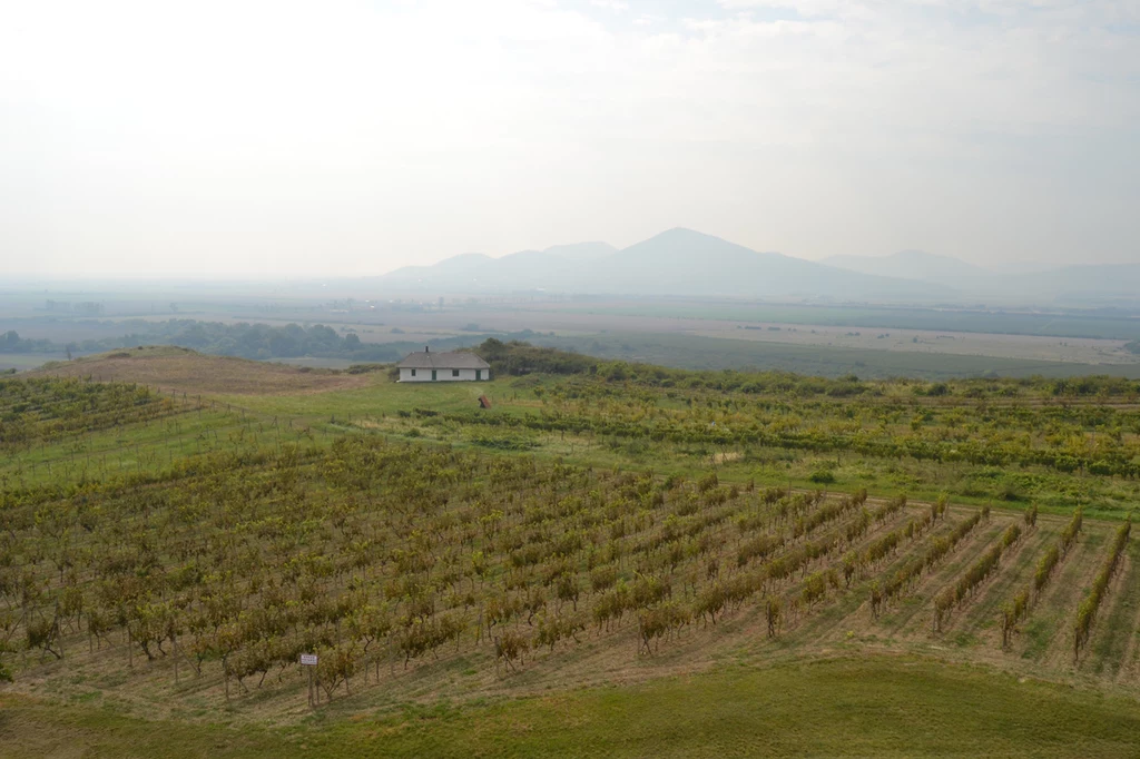 Region tokajski to łagodne pagórki i ciepły klimat