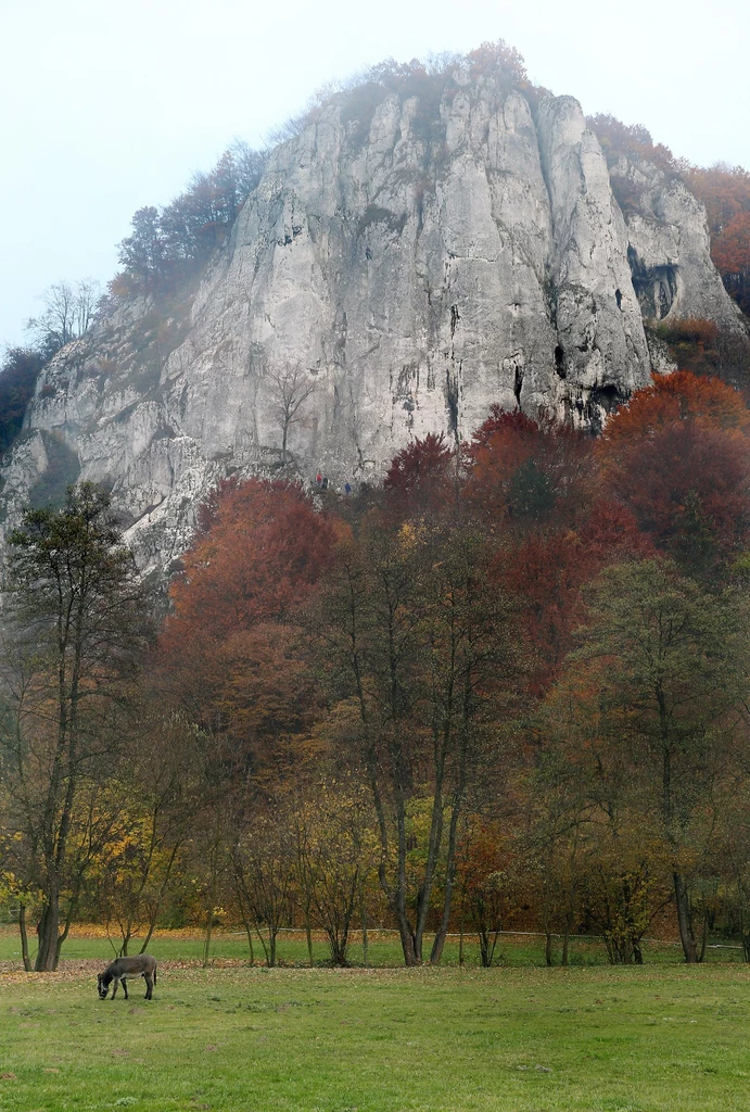 Dolina Będkowska