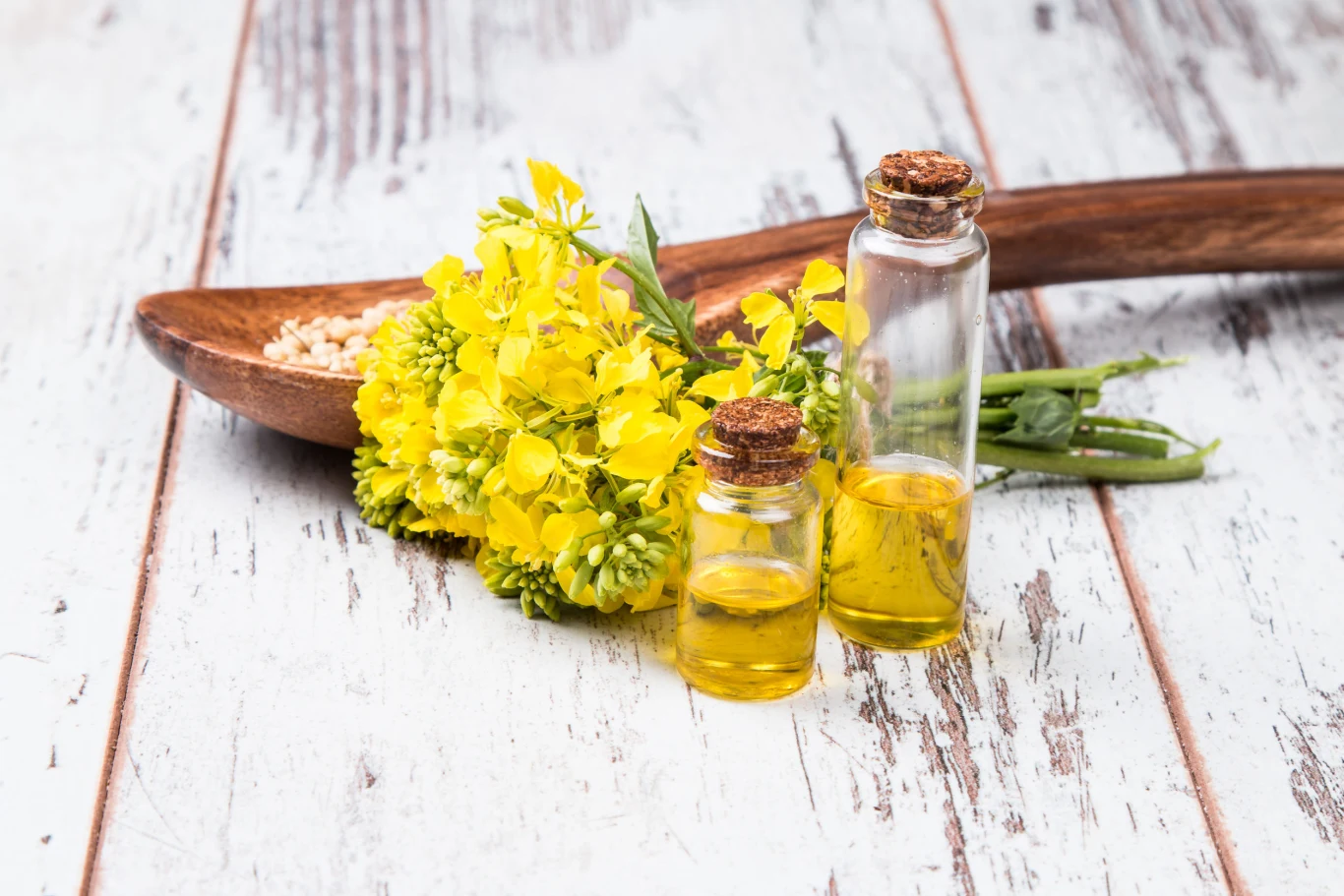 Olej rzepakowy pomaga zlikwidować "oponkę" Olej rzepakowy pomaga zlikwidować "oponkę"
