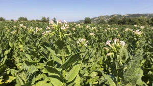 Plantatorzy tytoniu boją się napływu tańszego produktu z Indii