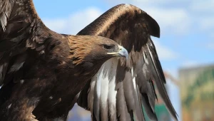 We Francji armia szkoli orły do walki z dronami