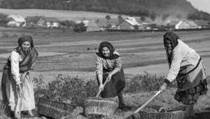 W czasie I wojny światowej wprowadzono tak zwane paszporty ziemniaczane