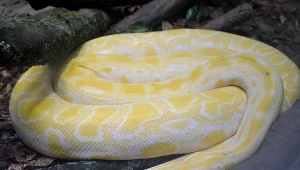 Pyton tygrysi; zdj. ilustracyjne 