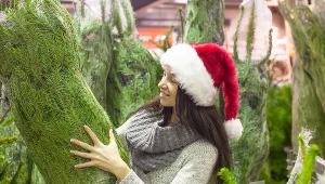 Ile kosztuje choinka? Na taki wydatek musisz się przygotować, jeśli chcesz kupić świąteczne drzewko.