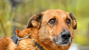 Wścieklizna to niezwykle niebezpieczna choroba