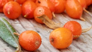 Zbliża się termin zbiorów. Sprawdź, kiedy zbierać te wyjątkowo zdrowe owoce