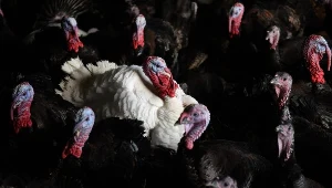 Na fermie w Gliniku trzeba uśpić i zutylizować 37 tys. indyków (zdjęcie ilustracyjne)