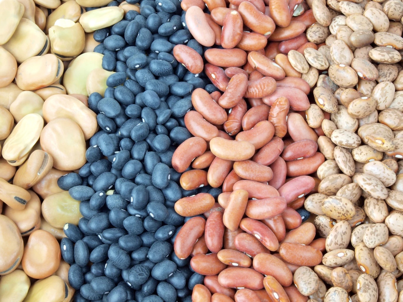 Trik przyda się również w przypadku innych rodzajów fasoli — one też będą wymagały namoczenia Trik przyda się również w przypadku innych rodzajów fasoli — one też będą wymagały namoczenia