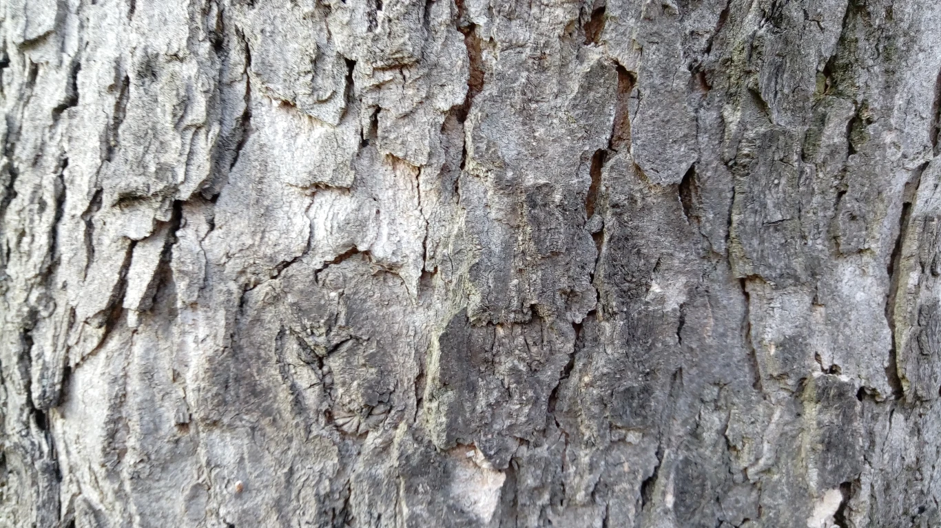 Zdjęcie wykonane telefonem LG X Cam