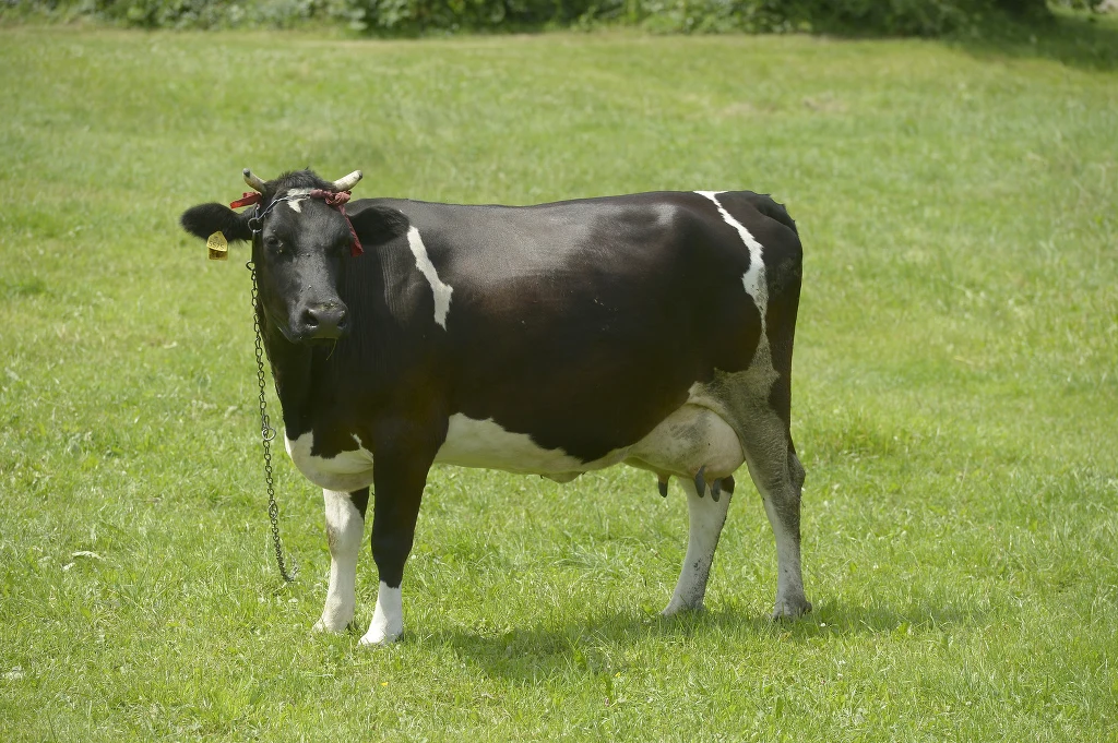 Krowa Krowa