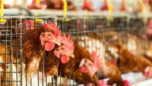 Do tej pory najczęściej do zakażeń wirusem ptasiej grypy dochodziło w Lubuskiem