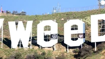 Hollyweed