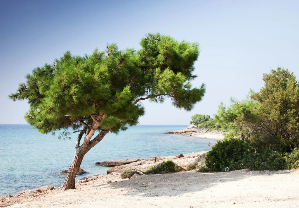 Thassos słynie z pięknych plaż