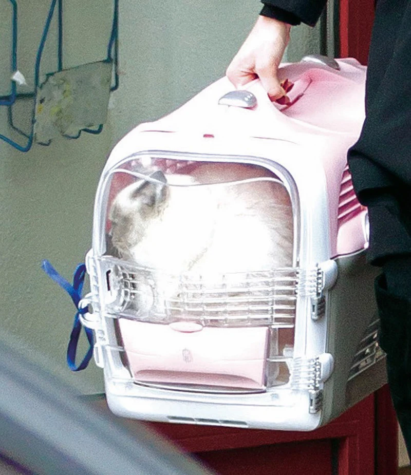 Kot Dudów Kot Dudów