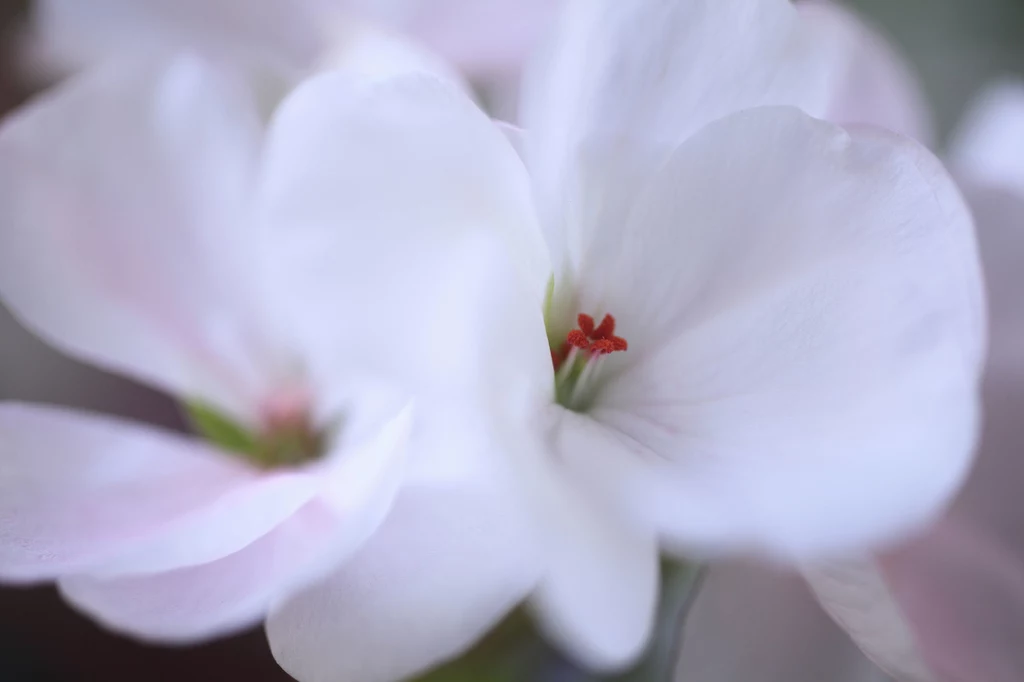 Sproszkowana pelargonia szlachetna uchroni cię przed grypą! 