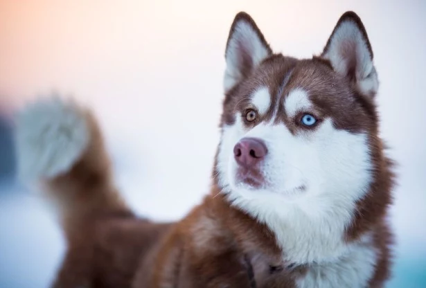 Psy rasy husky są naturalnie przygotowane do minusowych temperatur