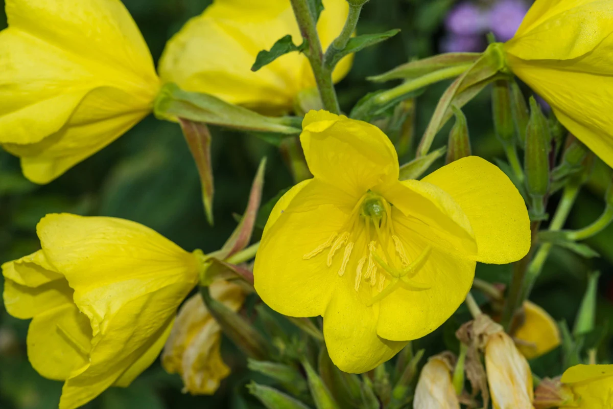 Wiesiołek to roślina stosowana w medycynie ludowej. Nie wszyscy wiedzą, że kwiaty wiesiołka otwierają się dopiero późnym popołudniem. Wiesiołek to roślina stosowana w medycynie ludowej. Nie wszyscy wiedzą, że kwiaty wiesiołka otwierają się dopiero późnym popołudniem.