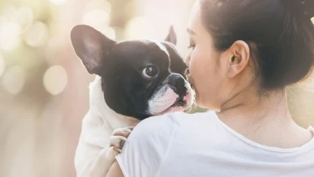 Czy pies może iść z nami do pracy? Oto co mówią przepisy