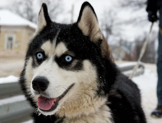 Husky.