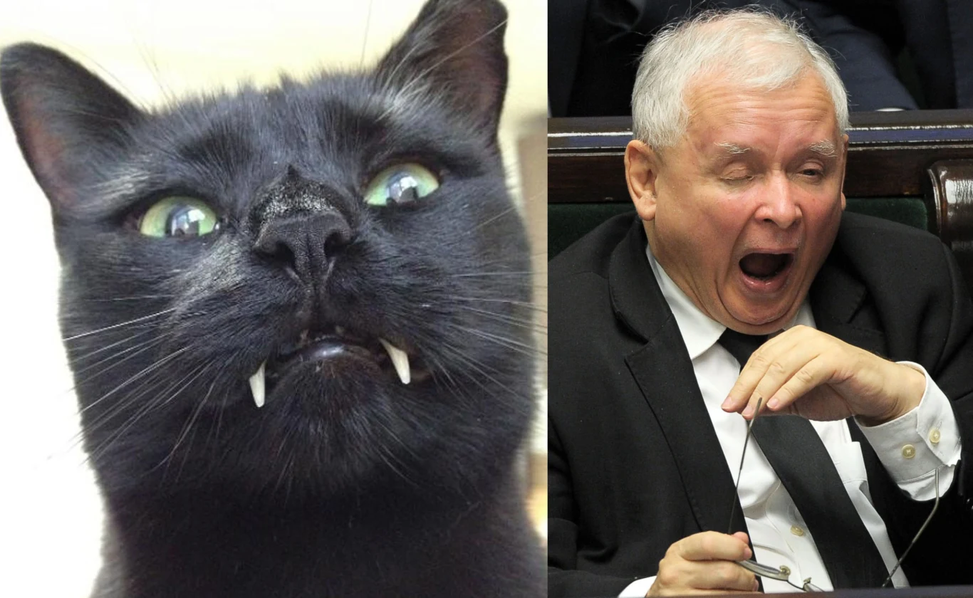 Jeden z kotów Jarosława Kaczyńskiego jest czarny Jeden z kotów Jarosława Kaczyńskiego jest czarny