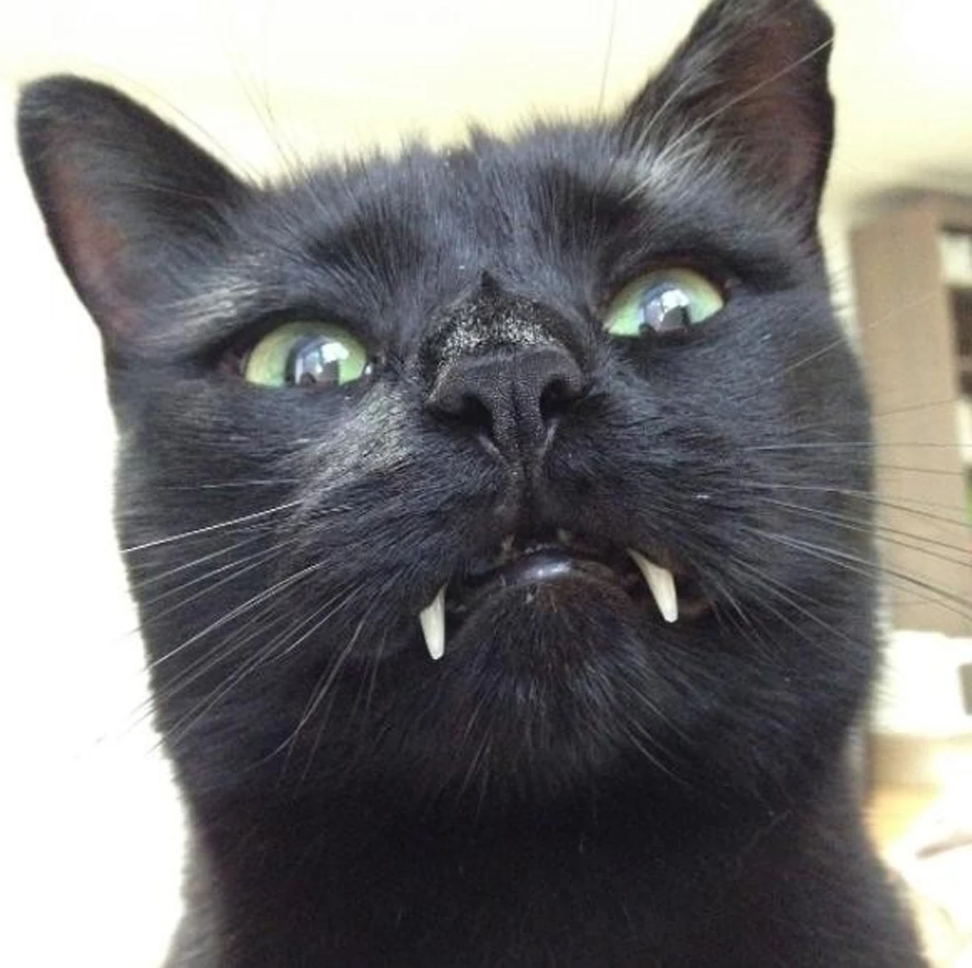 "Ja mam dwa koty: jeden jest bury - kocica, drugi jest czarny i to jest kot" - mówi Jarosław Kaczyński "Ja mam dwa koty: jeden jest bury - kocica, drugi jest czarny i to jest kot" - mówi Jarosław Kaczyński