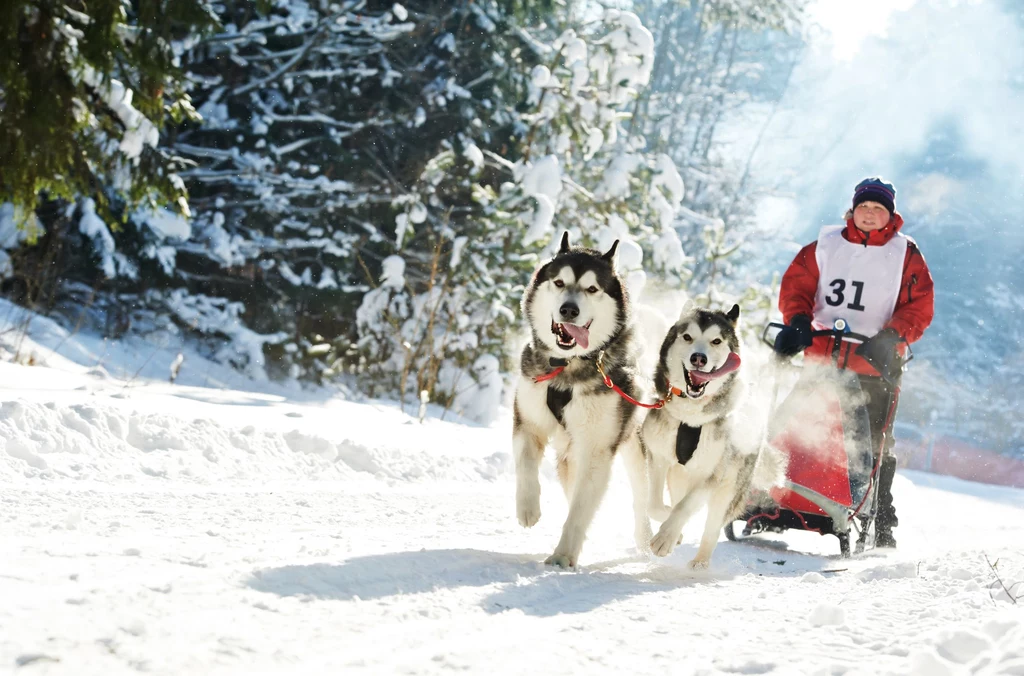 Skijoring