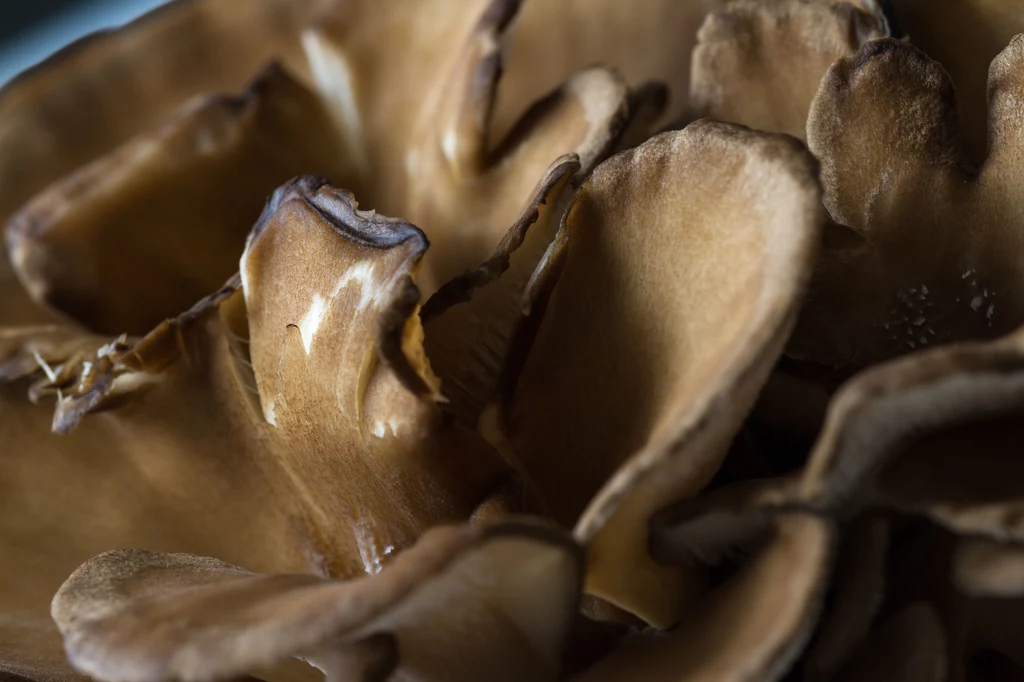 Grzyby maitake przyczyniają się do obniżenia poziomu cukru we krwi