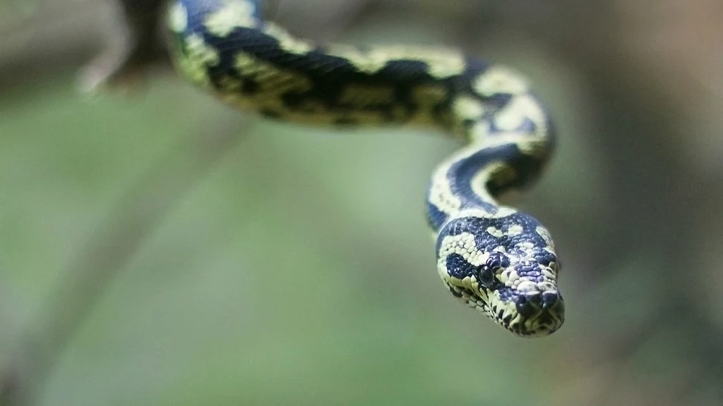 Pyton dywanowy (morelia spilota) Pyton dywanowy (morelia spilota)