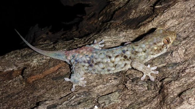 Geckolepis megalepis