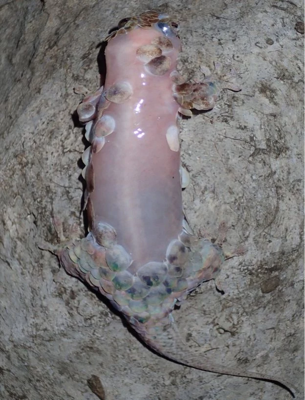 Geckolepis megalepis odarty ze skóry