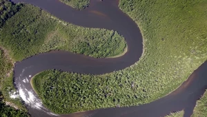 El Niño zabija lasy Amazonii. Drzewa tracą swoją podstawową zaletę