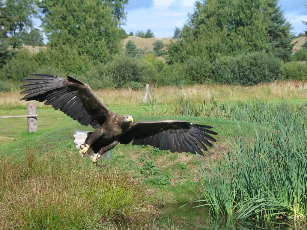 Bielkik zwyczajny. Fot. Tobias Biehl