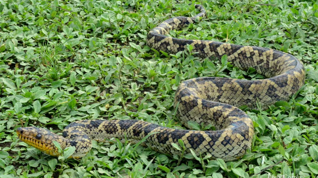 Corallus cropanii