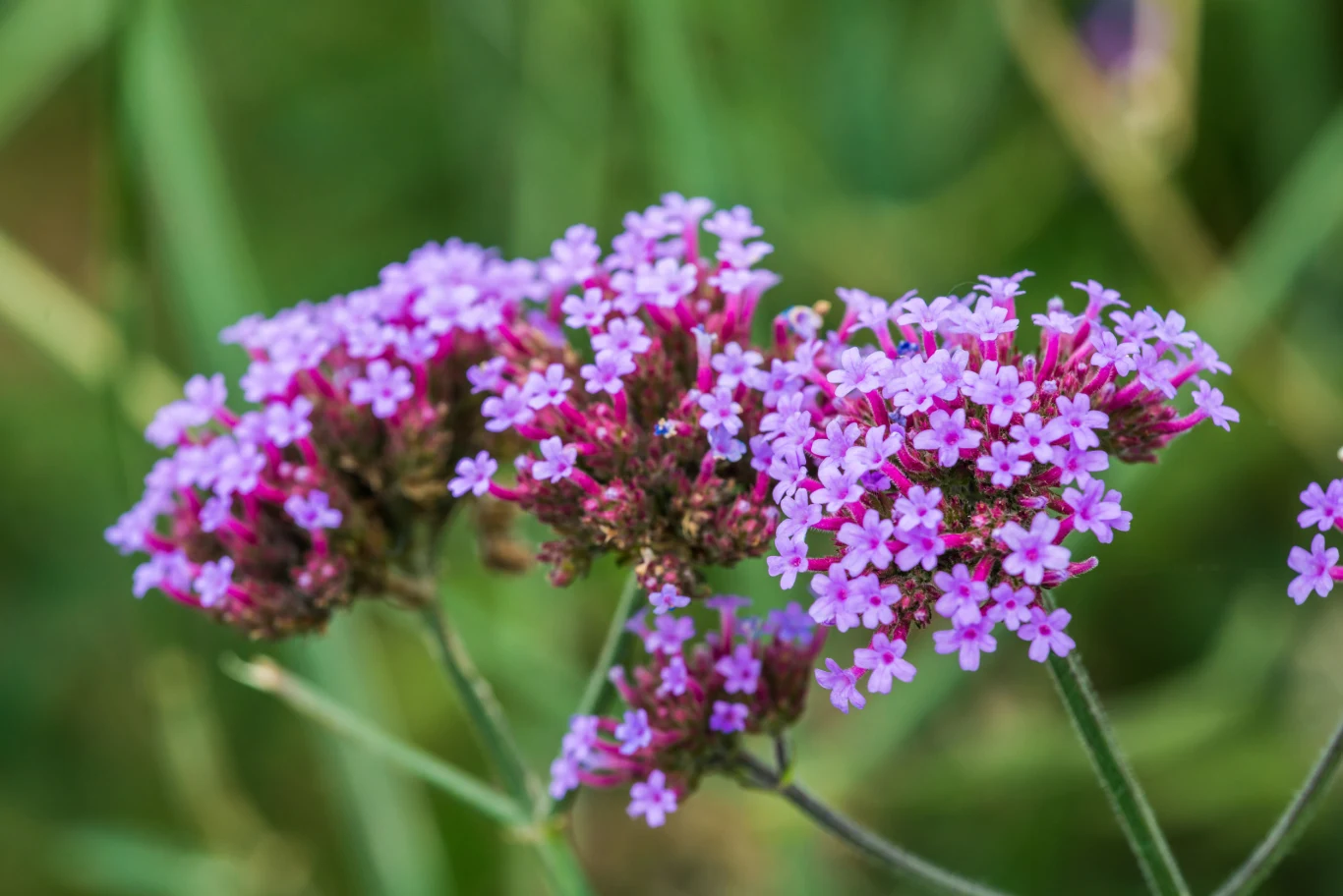 Werbena prezentuje się świetnie zarówno w ogrodzie, jak i na tarasie