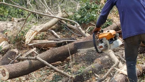 Rząd chce, aby obywatele nie czekali długo na zgodę na wycinkę drzewa z własnej posesji. Zdj. ilustracyjne