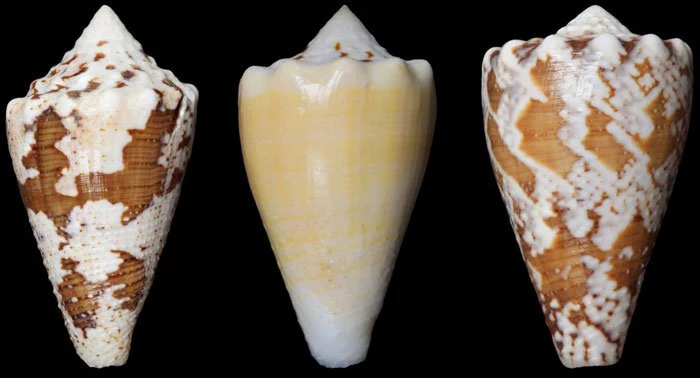 Conus regius 