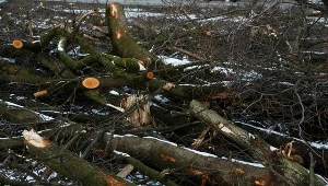 Wycinka drzew (zdjęcie ilustracyjne)