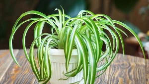 Zielistka uwielbia ten nawóz. Wystarczą 2 łyżki, by zakwitła