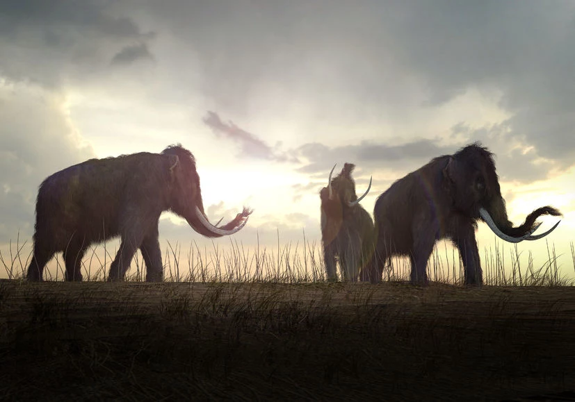 Właśnie znaleziono dowody na to, że mamuty nie wyginęły z powodu działalności ludzi 