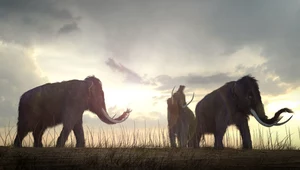 Drugie życie mamuta. Naukowcy chcą przywrócić do życia wymarłe zwierzęta 